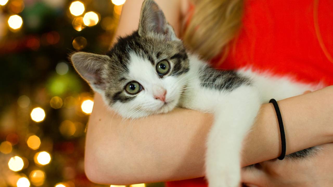 Imagem mostra uma mulher de vermelho segurando um filhote de gato cinza e branco.
